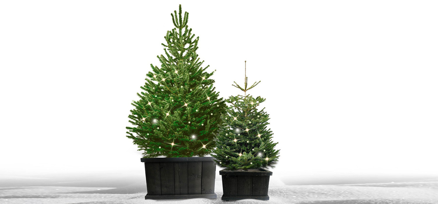 plaats uitspraak nood Kerstbomen Hoofddorp - De mooiste Nordmann Excellent spar kerstbomen online  bestellen in Hoofddorp